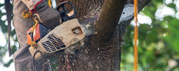 Reliable Chase City, VA Tree Care Solutions